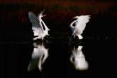 photo.php?category_id=192&file_id=3439&fileBackPage=1&filesPage=5