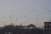 photo.php?category_id=424&file_id=9709&fileBackPage=1&filesPage=11